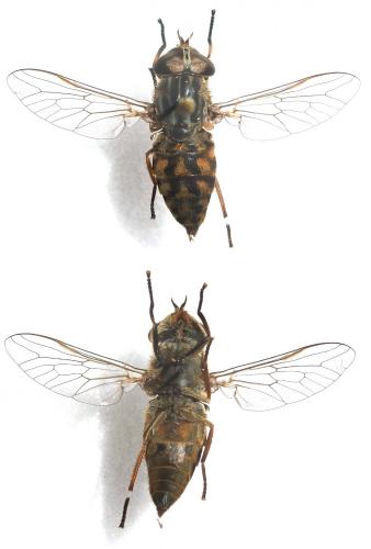 Tabanus maculicornis
